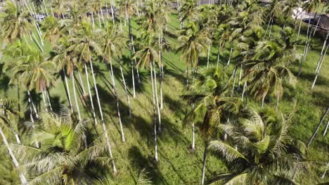 Beautiful-aerial-landscape-of-green-lush-palm-plantation,-Hawaii,-Kauai,-Kapa’a