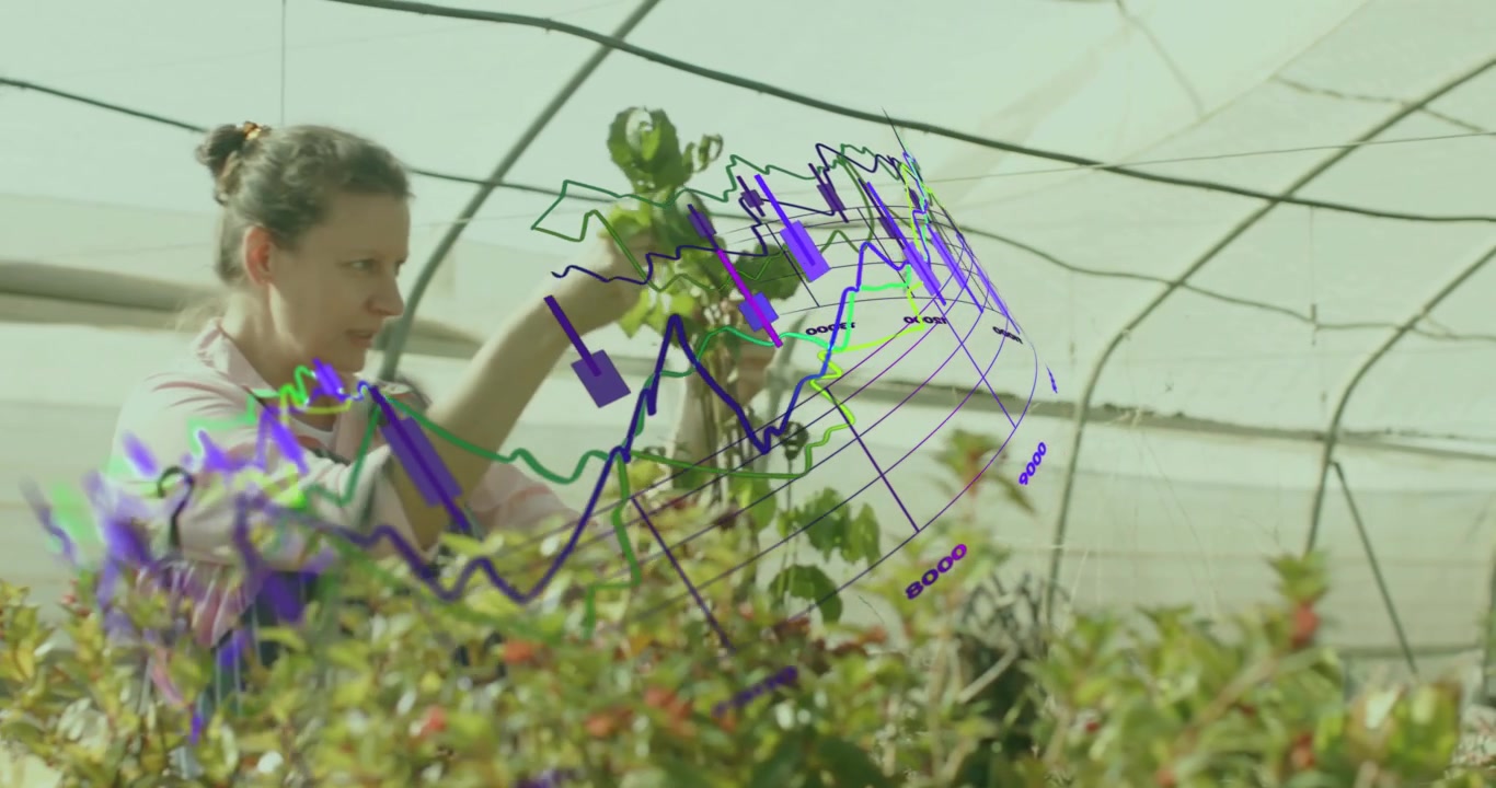 Greenhouse worker lifting basket, inspecting leaves, rotating vines and untangling for plant health