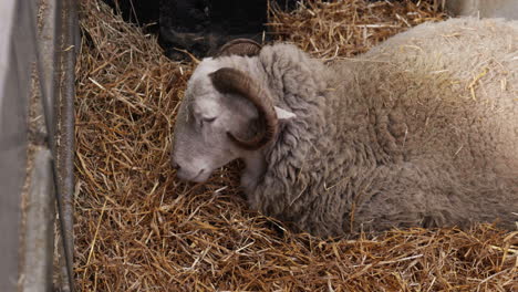 Ovejas-Comiendo-Heno-Orgánico-Fresco-Embarazadas-Listas-Para-Dar-A-Luz-En-El-Zoológico-Alimentándose-En-La-Naturaleza