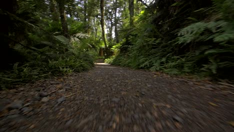 Tracking-Along-Jungle-Pathway