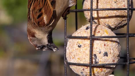 Close-up-of-a-House-Sparrow-feeding-upside-down-on-a-garden-bird-feeder