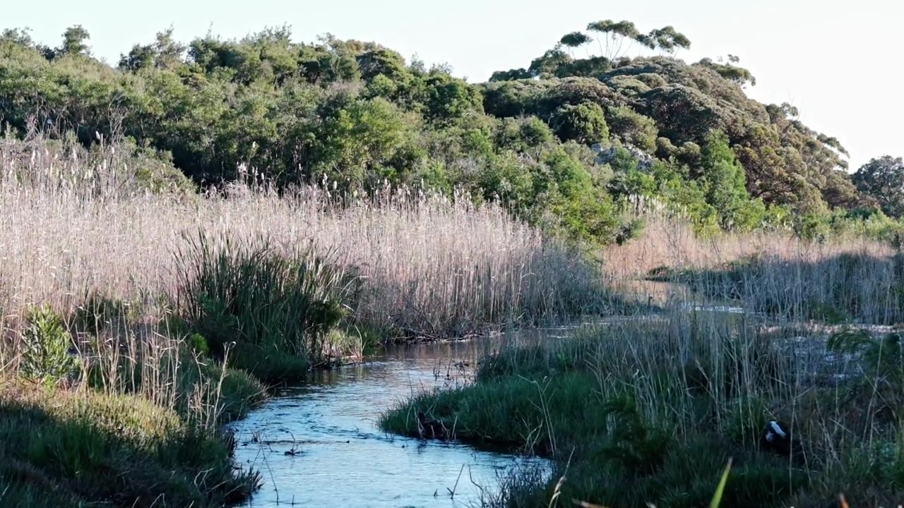 Una hermosa escena de río tranquilo y serpenteante con juncos y árboles.