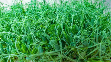 micro greens pea plant sprouts growing time lapse