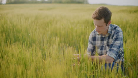 farmer inspecting wheat field