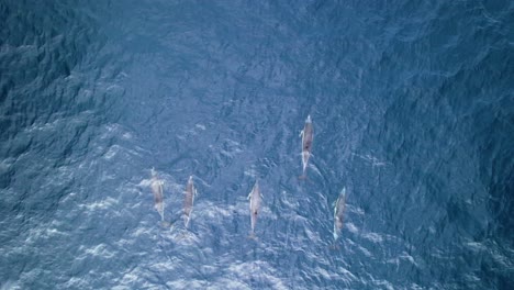 Top-down-aerial-tracking-of-swimming-common-dolphins-in-azure-sea,-Azores