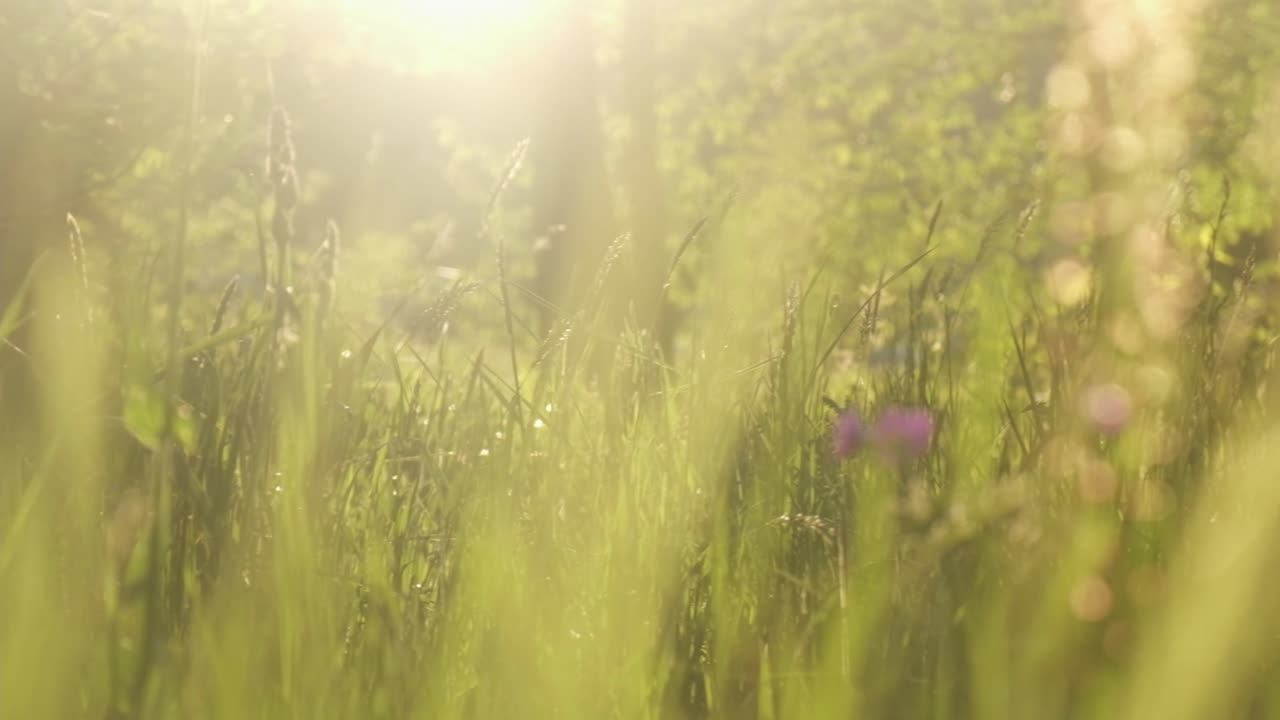 Dreamy field closeup grass straw during evening sunset vibe 4K 120p slomo