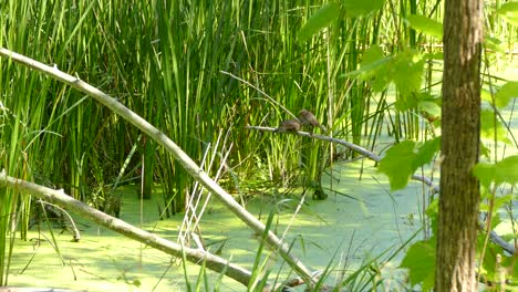 Mother-feeding-baby-Red-Winged-Blackbird-whilst-perched-above-marshland