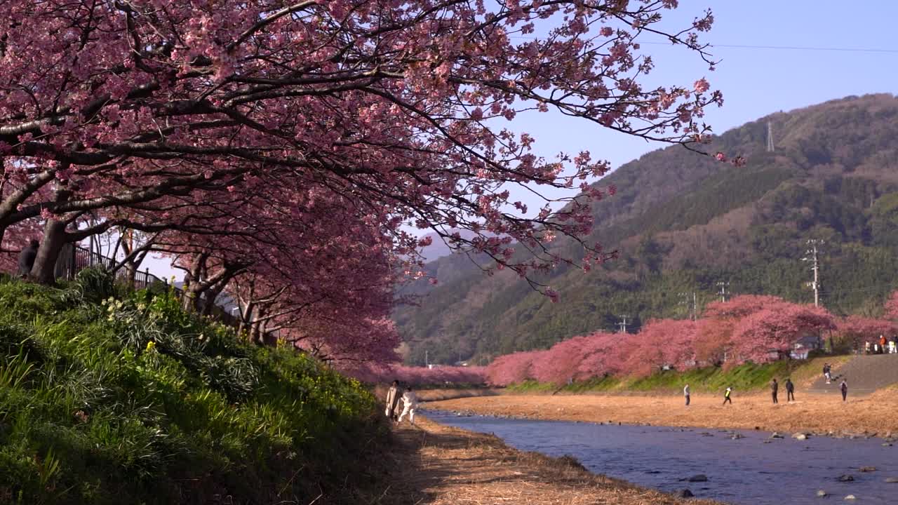 Paesaggio calmo lungo il fiume con molti alberi di ciliegio Sakura in fiore e persone