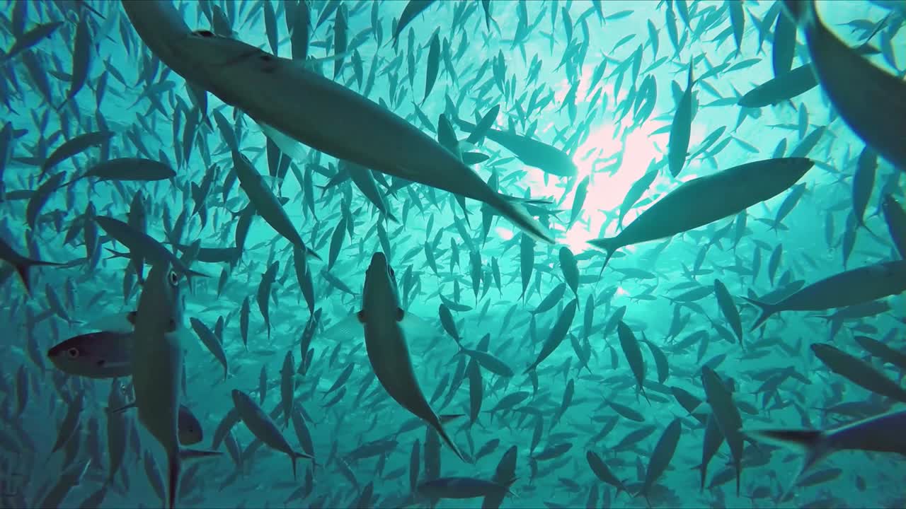 enormes escuelas de fusiliers y caballas en el océano inundado de luz