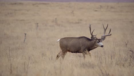 a mule deer walking in the open space of denver, colorado