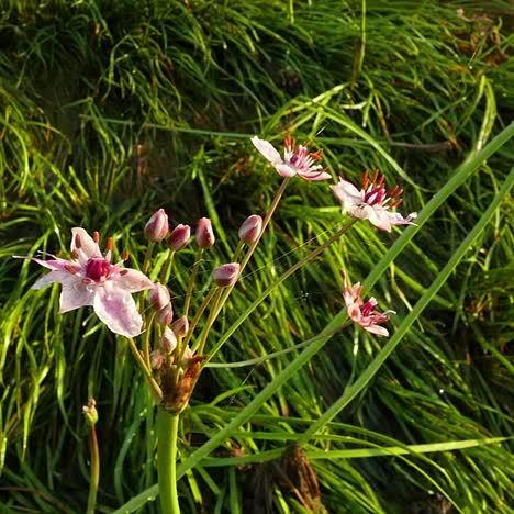 butomus umbellatus flowers in summer day slow motion