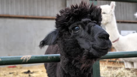 Primer-Plano-Portátil-De-La-Cara-Y-Los-Ojos-De-Un-Animal-De-Alpaca-Joven-Negro-En-La-Granja