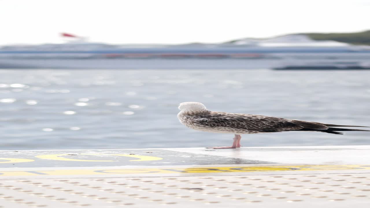 A seagull standing on a pier with a ship in the background