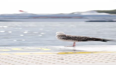 a seagull standing on a pier with a ship in the background