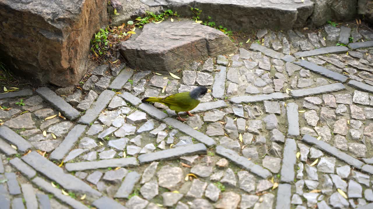 Chinese exotic green bird pecking on the ground looking for food