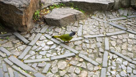 chinese exotic green bird pecking on the ground looking for food