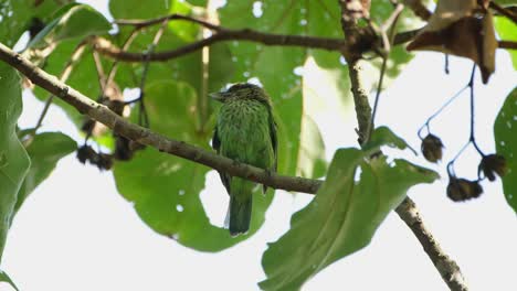 Un-Zoom-De-Este-Pájaro-Posado-En-Una-Rama-Bajo-Hojas-Anchas,-Barbudo-De-Orejas-Verdes-Megalaima-Faiostricta,-Tailandia