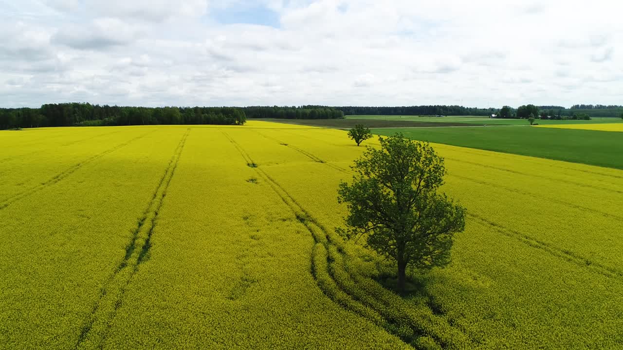 colza, campo de colza con sobrevuelo de roble
