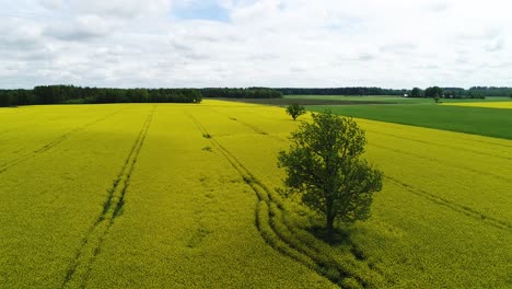 Oilseed-rape,-rapeseed-field-with-oak-tree-flyby