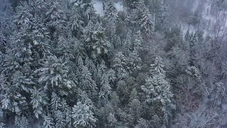 órbita-Aérea-Sobre-Un-Bosque-Siempre-Verde-Durante-Una-Tormenta-De-Nieve-A-Cámara-Lenta