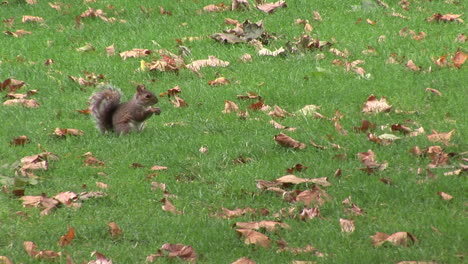 ardilla en un parque