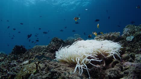 bleached white anemone from warm water causes by climate change