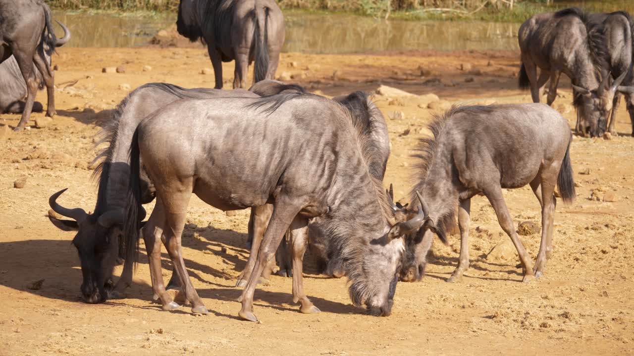 A herd of Blue wildebeest forages for food at the edge of a waterhole in Africa