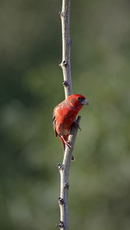 vibrant red finch perching delicately on slender twig, gently moving head and body while showcasing elegant posture in natural woodland environment