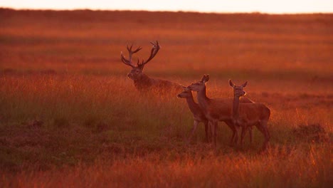 red deer stag in a sunrise/sunset meadow