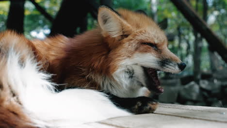 sleepy fox having a yawn then sleeps peacefully - close up