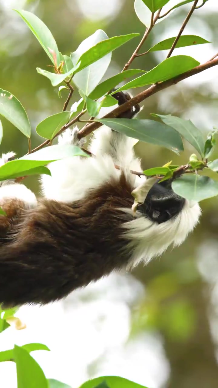 Primo piano di una scimmia tamarino edipo che cerca cibo su un albero verde