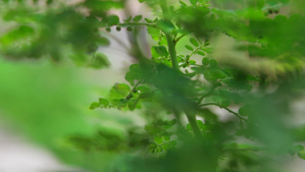 close up of green plants in the wind