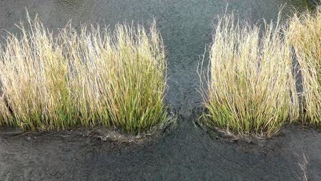 flowing water in a gentle running stream with filtering grasses