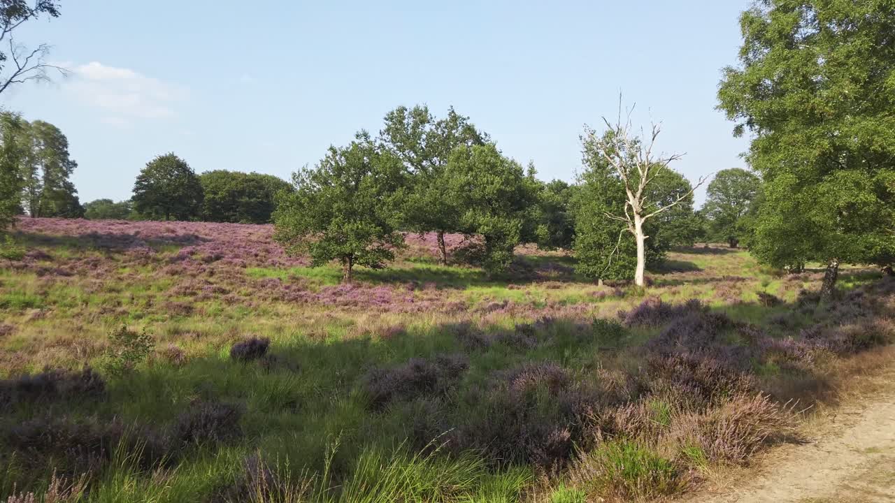 Fietsen door bloeiende heide in nationaal park De Meinweg, Nederland, 4k60 beelden