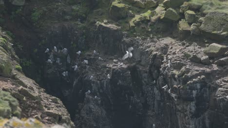 Statische-Aufnahme-Einer-Möwenkolonie,-Die-Sich-Auf-Den-Treshnish-Isles-Zur-Brutzeit-Bereit-Macht