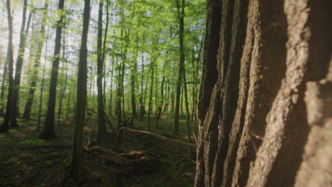 discover the beauty of nature with a close-up of a majestic oak tree's bark in the lush green forest, basking in the warm sunlight of a peaceful spring morning