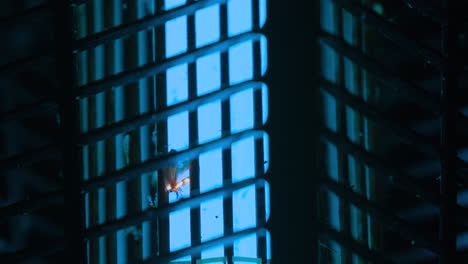 flying insect caught in a bug zapper, prolonged electrocution