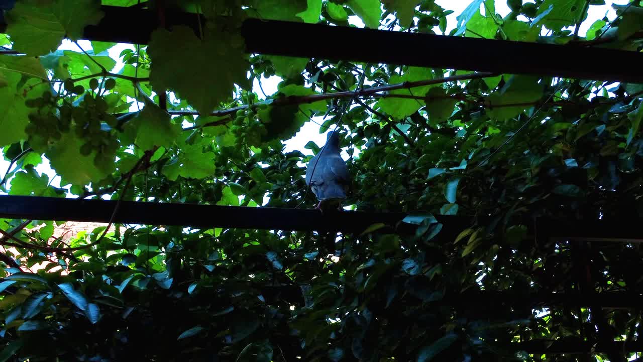 정지된 녹색 포도나무에 평화롭게 포즈를 취하는 아름다운 비둘기