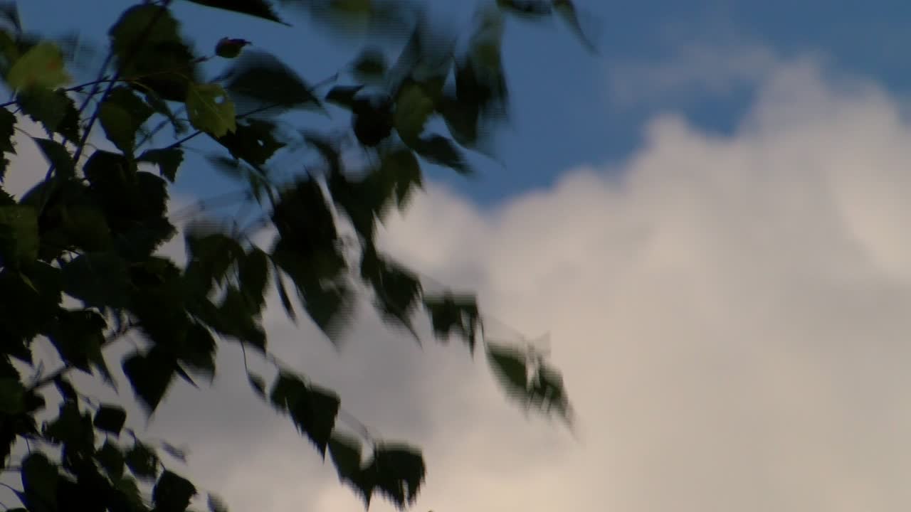 Birch leaves move in the wind and clouds fly fast