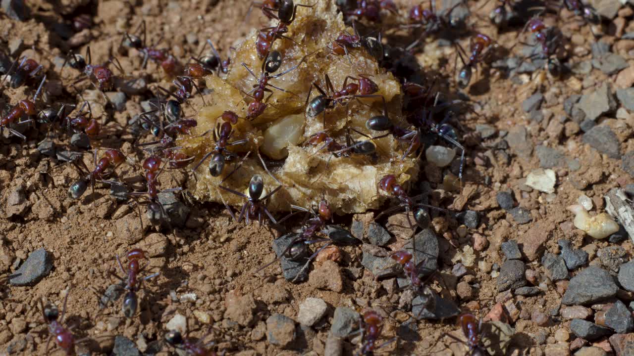 Macro primo piano di formiche che lavorano insieme sul terreno, raccogliendo resti di cibo alla luce naturale del sole