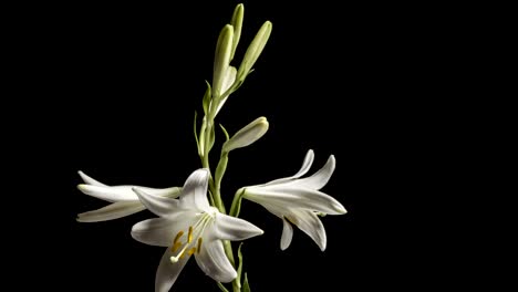 white lily flower blooming