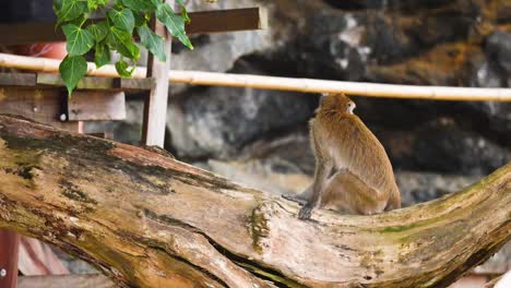 monkey sits on branch as tourists pass by