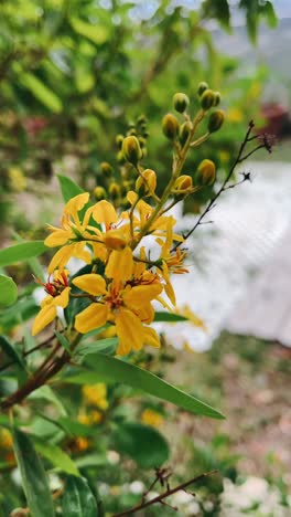 close-up of yellow flowers