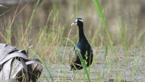 White-breasted waterhen - pond area - black 