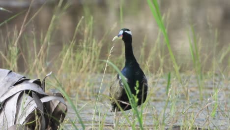 white-breasted waterhen - pond area - black