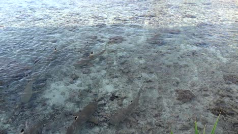 blacktip reef sharks swimming in shallow water fins on surface