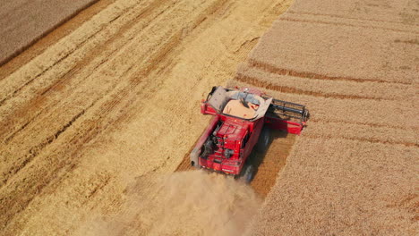 full red harvester mowing wheat spikelets on harvest season. high-powered machine working in the field on sunny day. top view.