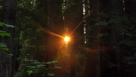 Sol-Vespertino-Que-Alcanza-Su-Punto-Máximo-A-Través-De-Los-árboles-En-Un-Bosque-Costero-De-Secuoyas