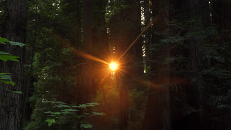 sol vespertino atravesando los árboles en un bosque costero de secuoyas