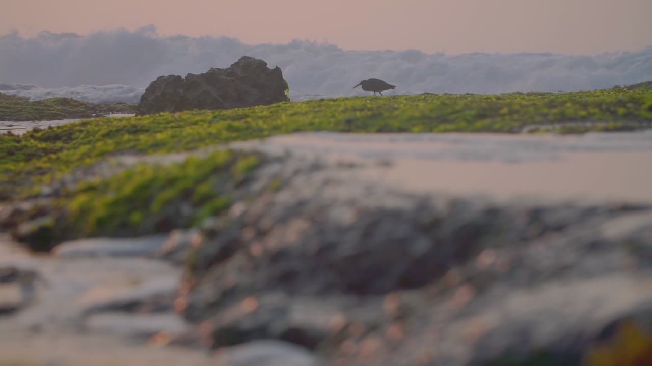 모스 같은 산호 바위 사이 의 바 ⁇ 물